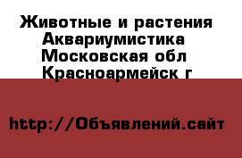 Животные и растения Аквариумистика. Московская обл.,Красноармейск г.